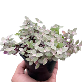Tradescantia Callisia 'Pink Panther'
