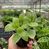 Tradescantia 'Sanna'