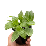 Tradescantia 'Sanna'