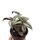 Tradescantia Zebrina 'Wandering Dude'