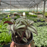 Tradescantia Zebrina 'Wandering Dude'