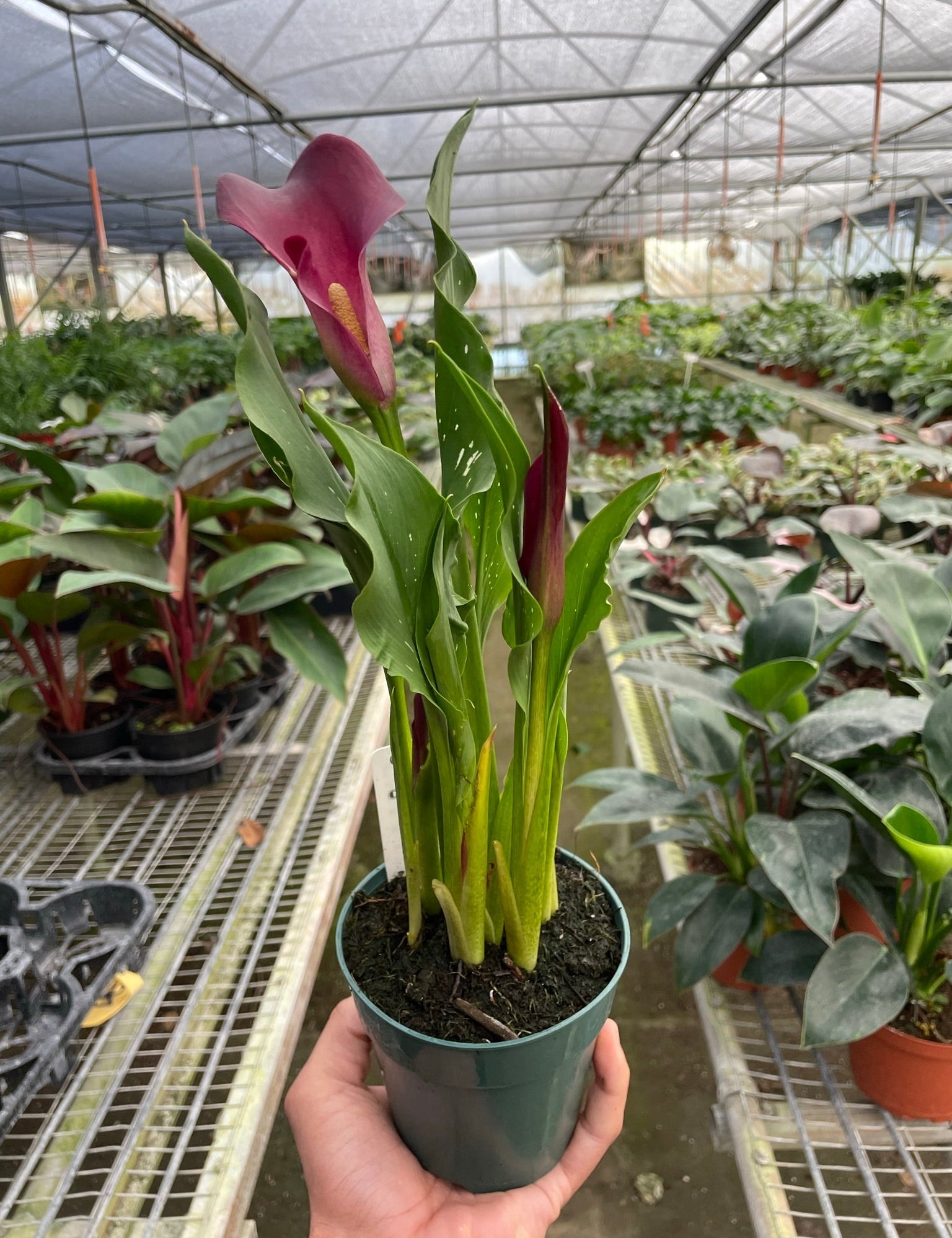Calla Lily