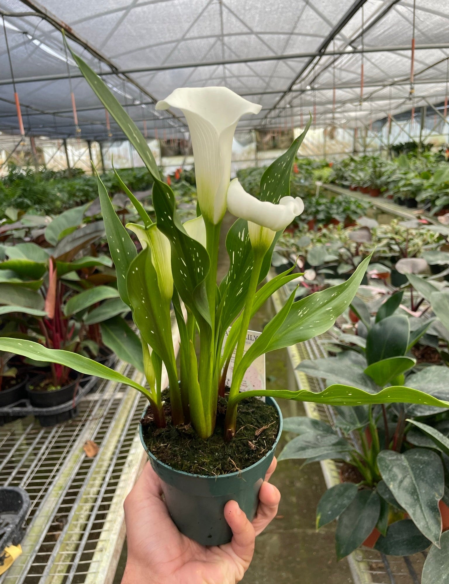 Calla Lily