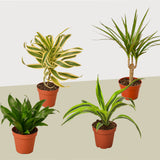 4 Different Dracaenas Variety Pack - Live House Plant - FREE Care Guide - 4" Pot