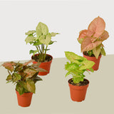 4 Different Syngonium Plants - Arrowhead Plants / 4" Pot / Live Plant