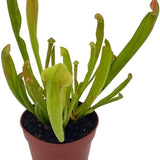 3" Trumpet Pitcher Plant