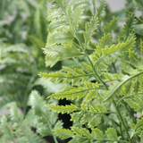 Faux Potted Ferns - 2 Styles