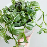 6" Tradescantia Albovittata