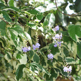 10" Variegated Sky Flower ‘Variegata’ (Duranta erecta)