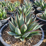 5" Agave 'Blue Glow'