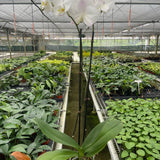 Orchid 'White Phalaenopsis'