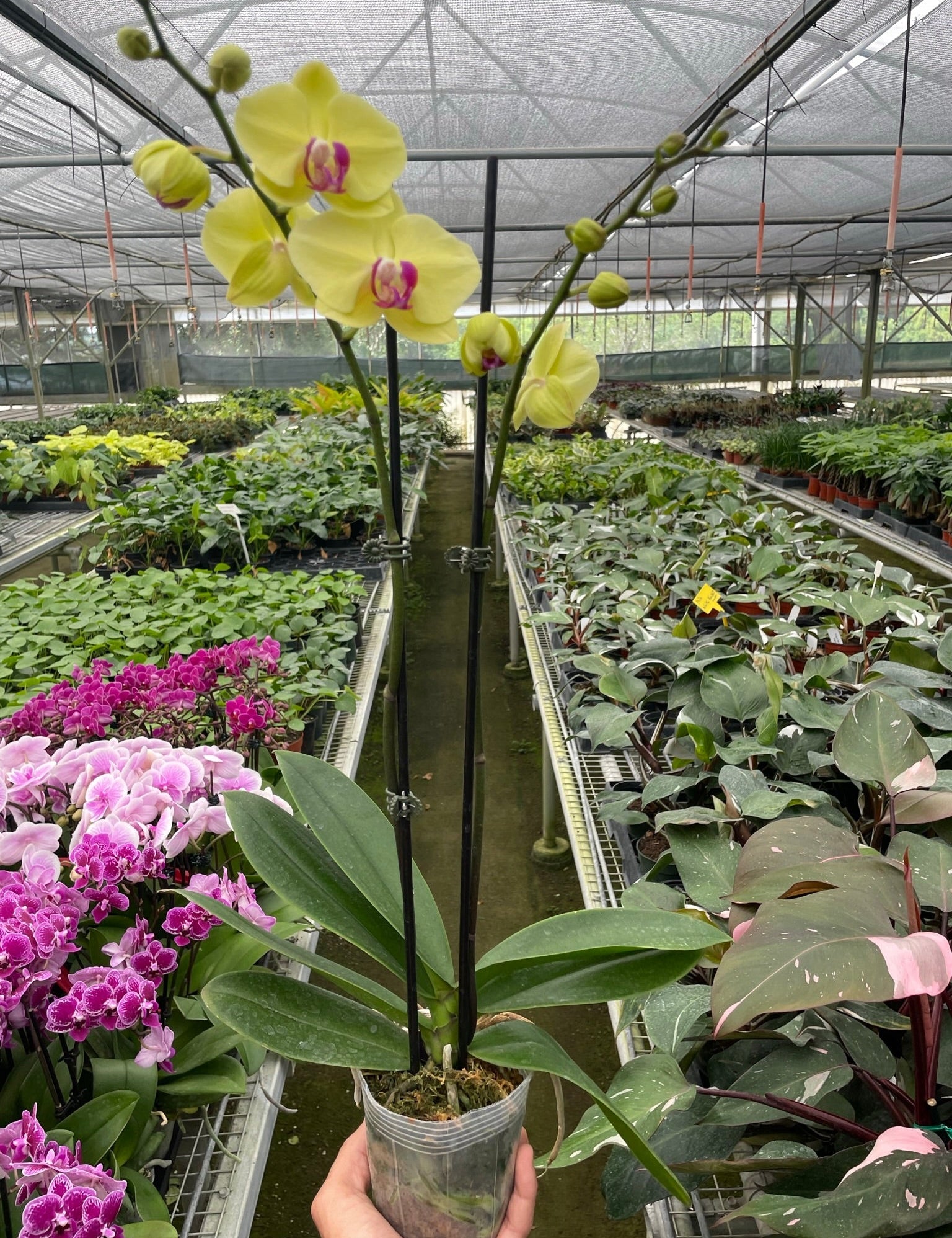 Orchid 'Yellow Phalaenopsis'