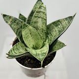 4" Sansevieria Hahnii Silver Star