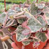 String of Hearts Variegated