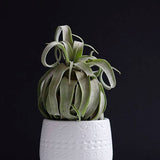 Tillandsia Streptophylla