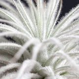 Tillandsia Tectorum