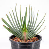 5 Gallon Aloe Plicatilis