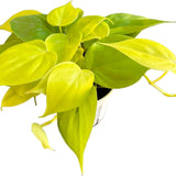 4" Philodendron Cordatum Neon (Philodendron hederaceum 'Neon')