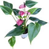 6" Anthurium Purple Flower