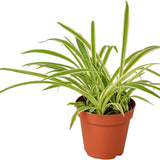 4" Spider Plant (Chlorophytum comosum)