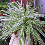 4" Reverse Spider Plant