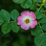 1 Gallon California Wildrose