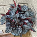 4" Peperomia Luna Grey