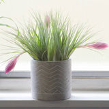 Tillandsia Cotton Candy