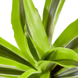 Dracaena Deremensis 'Lemon Lime'