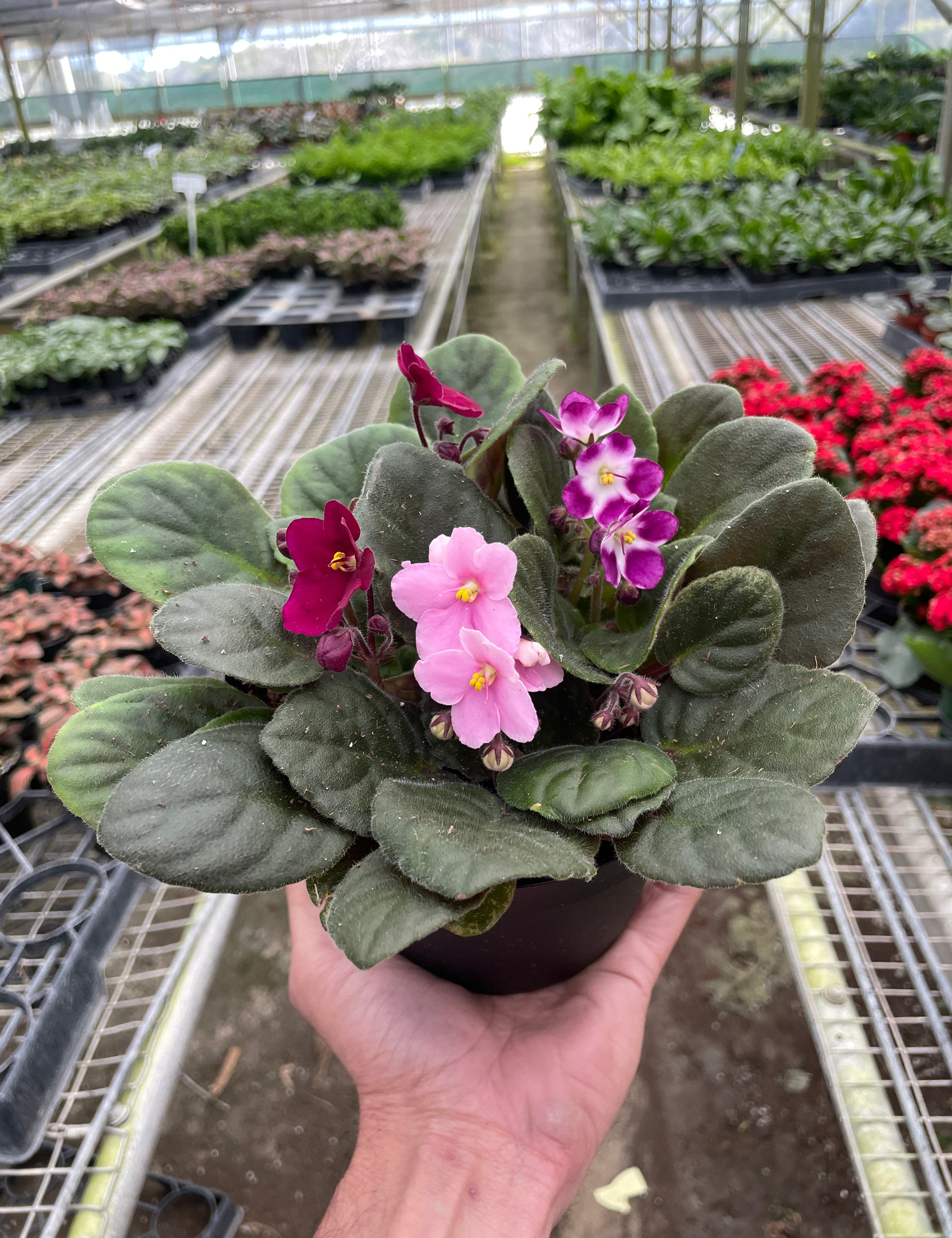 African Violet