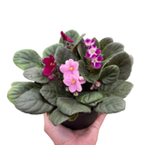 African Violet