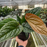 Anthurium 'Radicans x Luxurians'