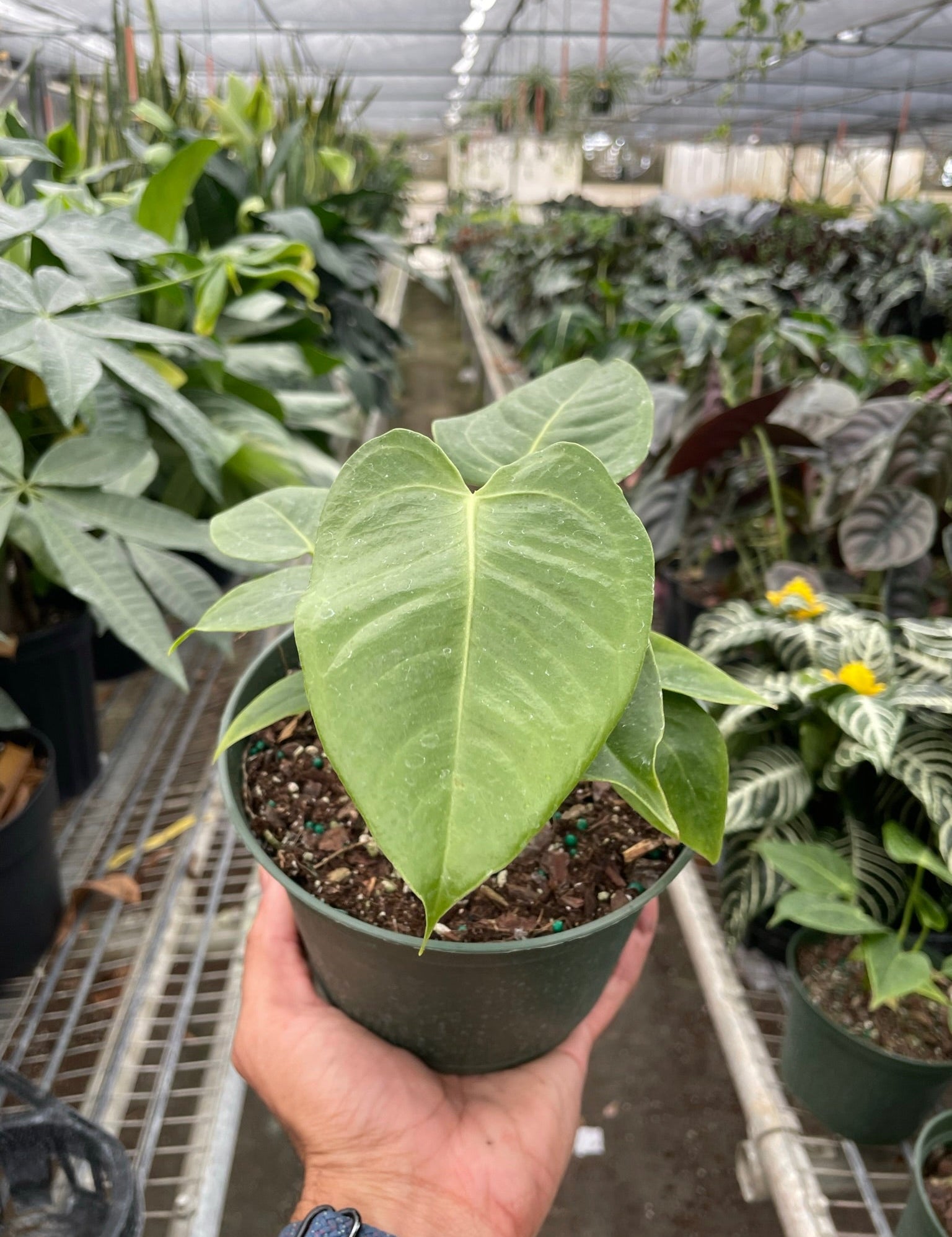 Anthurium 'Veitchii'