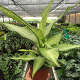 Dieffenbachia 'Camouflage'