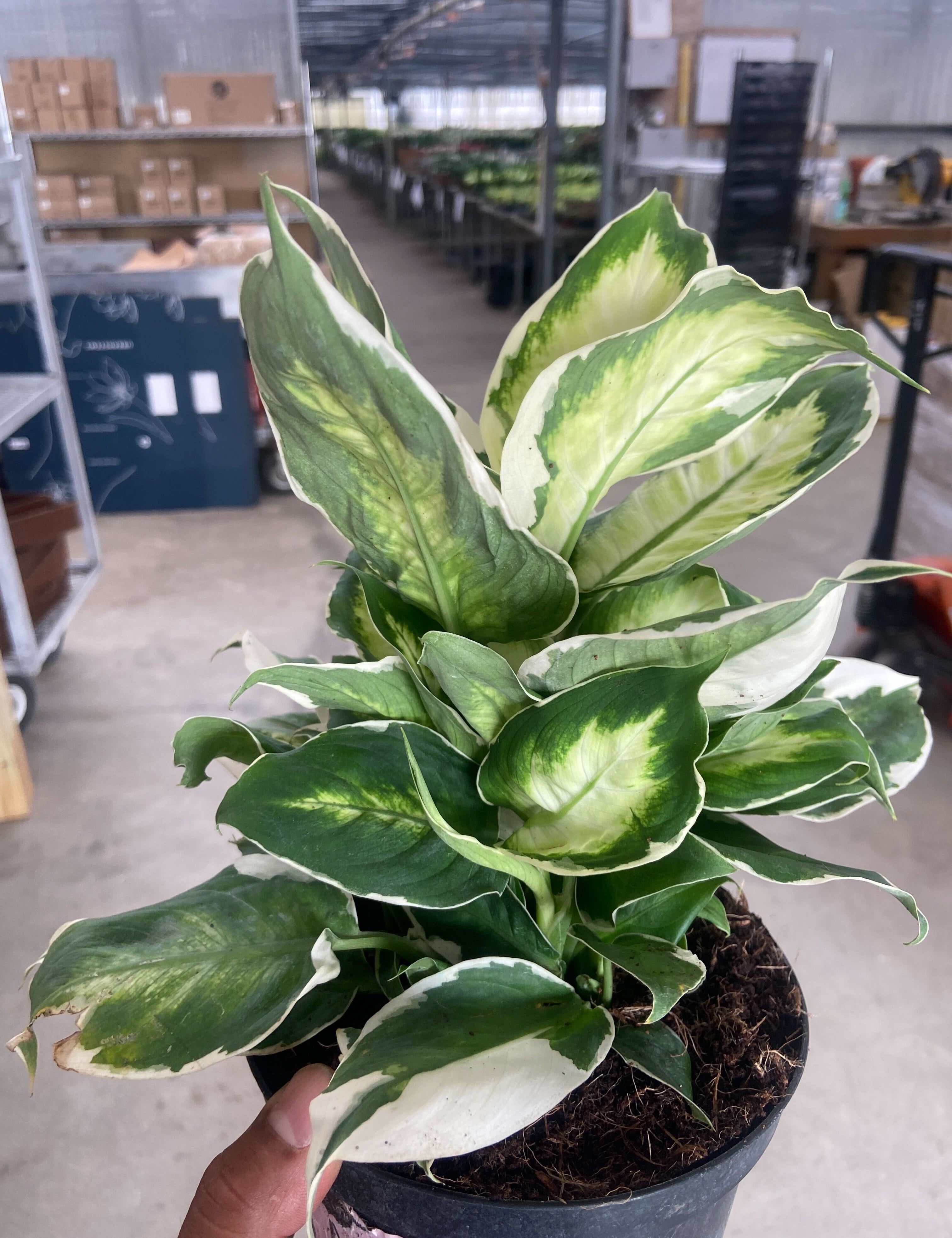 Dieffenbachia 'Cool Beauty'