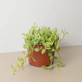 4" Dischidia Million Hearts