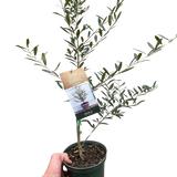 Common Olive Tree (Olea europaea)