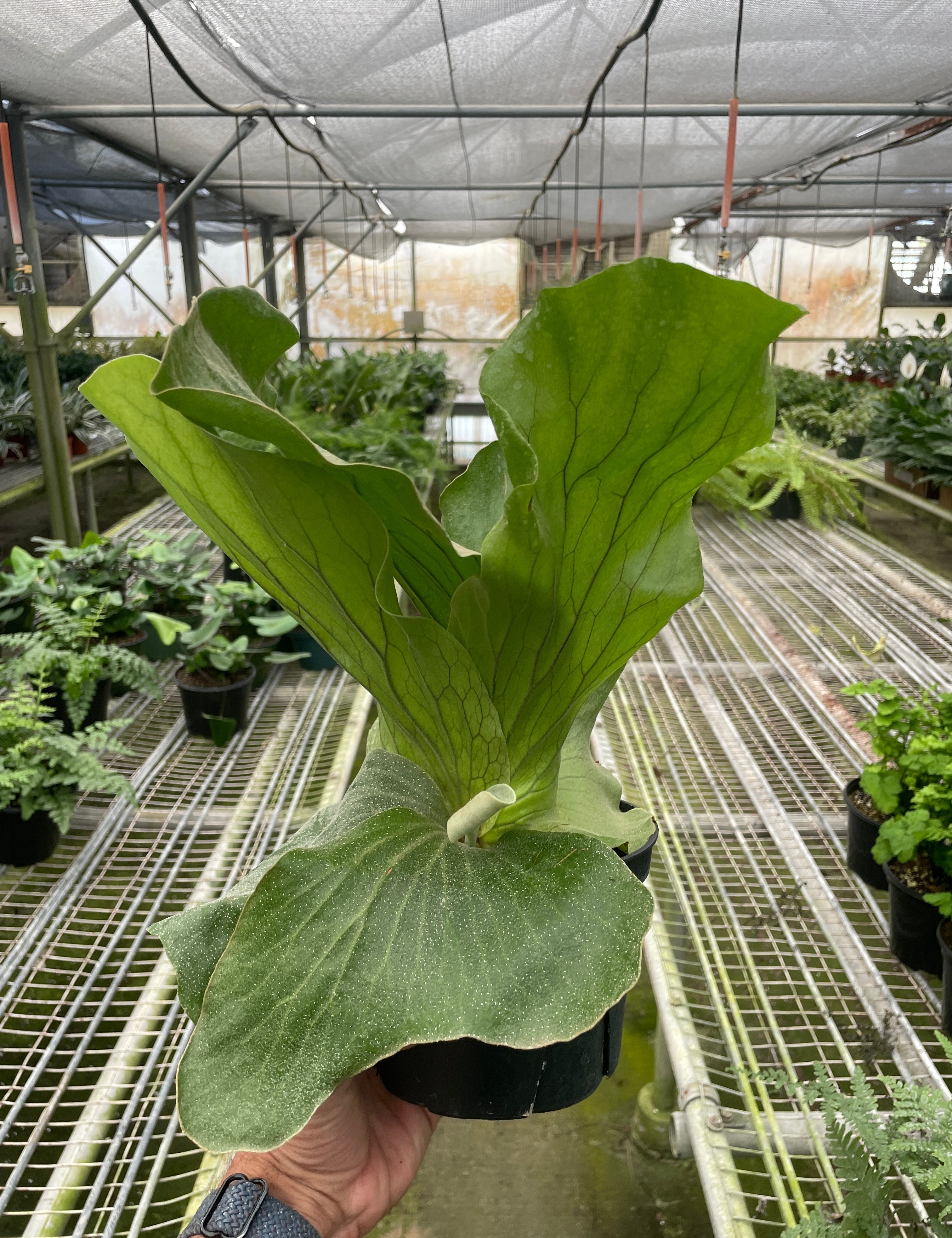 Fern 'Elephant'