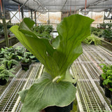 Fern 'Elephant'