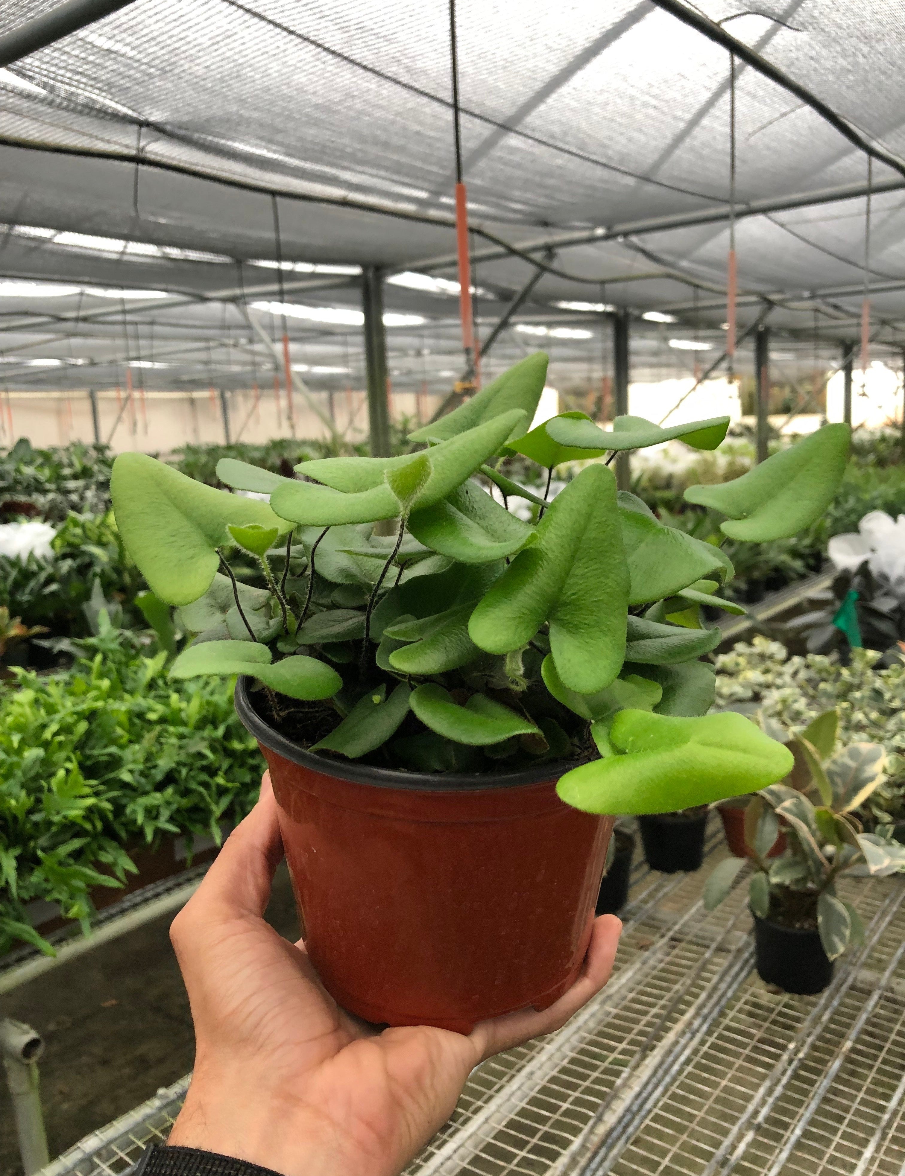 Fern 'Heart'