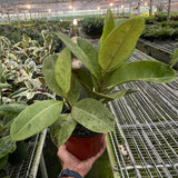 Ficus 'shivereana' (Moonshine)