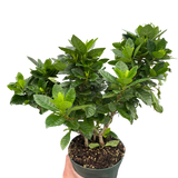 Gardenia 'Bush'