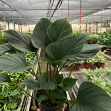Homalomena 'Emerald Gem'