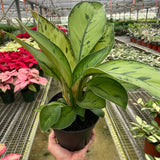 Homalomena 'Selby'