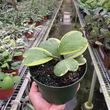 Hoya 'Sweetheart Variegated'