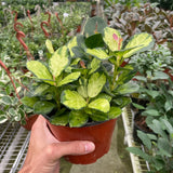 4" Hoya Australis 'Lisa'