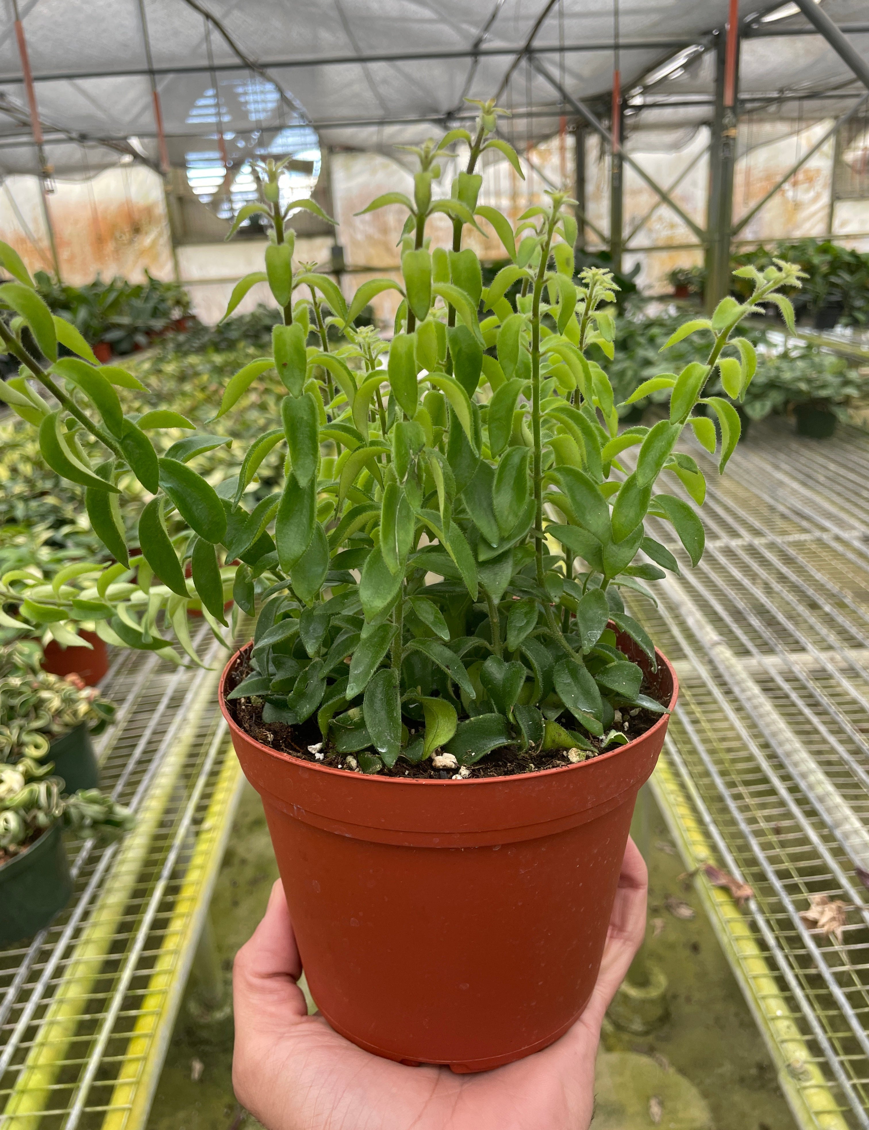 Curly Lipstick Plant