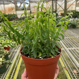 6" Curly Lipstick Plant