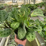 4" Maranta Variegated 'Beauty Kim'