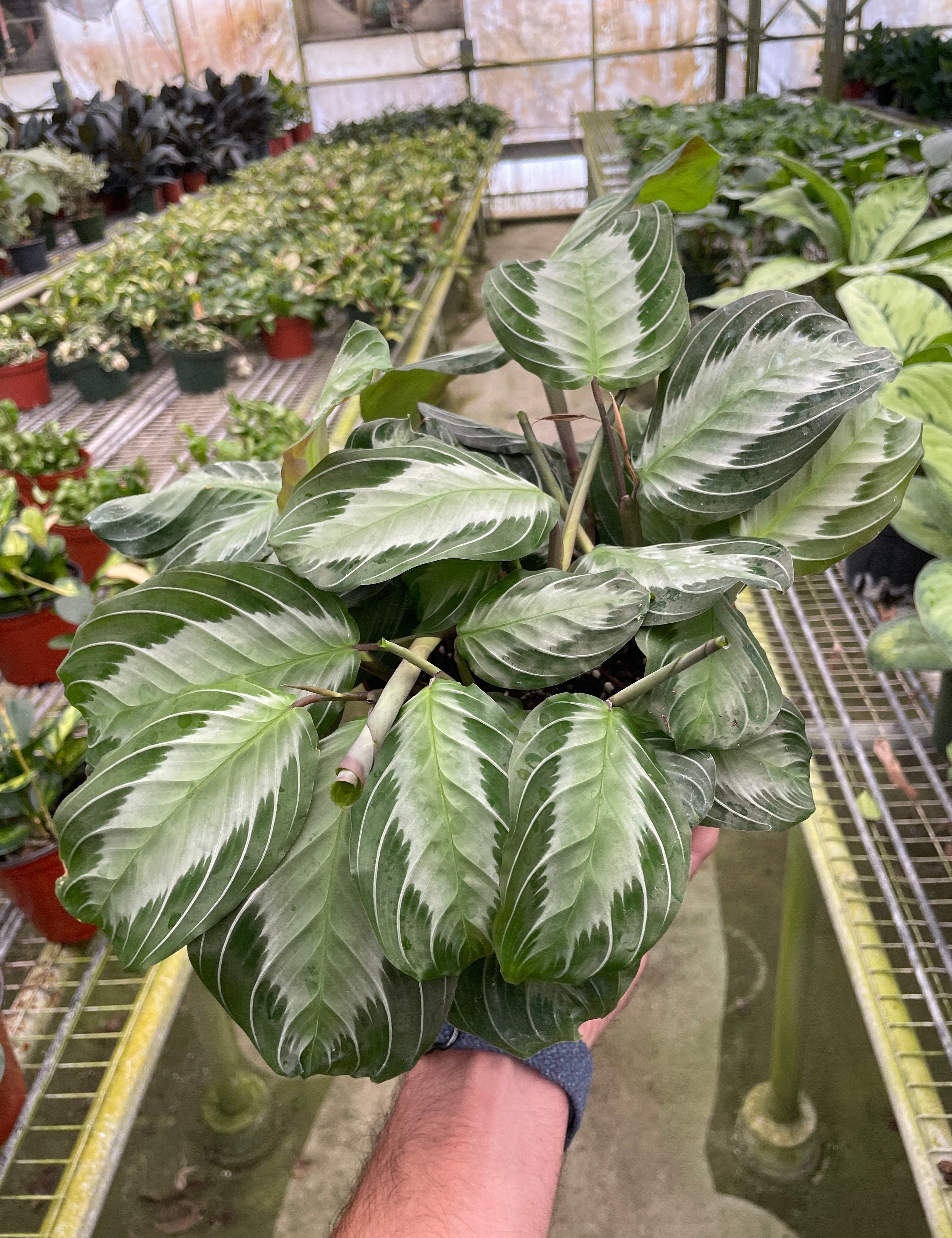 Maranta 'Silver Band'